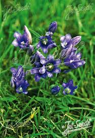 Attēlu rezultāti vaicājumam “Gentiana pneumonanthe flower”