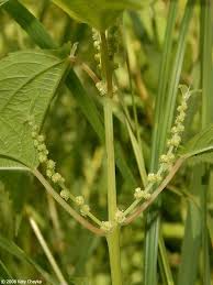 Attēlu rezultāti vaicājumam “Cribraria intricata stalked”