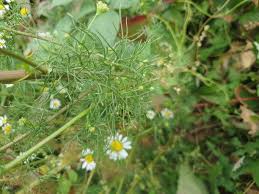 Attēlu rezultāti vaicājumam “Tripleurospermum inodorum”