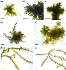 Attēlu rezultāti vaicājumam “Encalypta streptocarpa sporophyte”