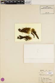 Attēlu rezultāti vaicājumam “Philonotis marchica”