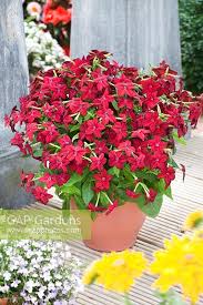 Image result for Nicotiana x sanderae
