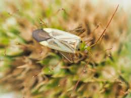 Attēlu rezultāti vaicājumam “Adelphocoris lineolatus imago”