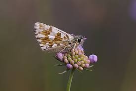 Attēlu rezultāti vaicājumam “Pyrgus alveus upperside”