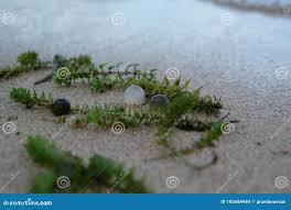 Attēlu rezultāti vaicājumam “Nostoc pruniforme”