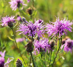 Image result for Centaurea nigra