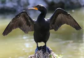 Image result for Phalacrocorax auritus
