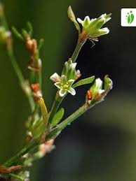 Attēlu rezultāti vaicājumam “Polygonum aviculare leaf”