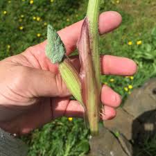 Attēlu rezultāti vaicājumam “Heracleum sphondylium subsp. sibiricum fruit”