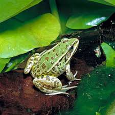 Attēlu rezultāti vaicājumam “Pelophylax juvenile”