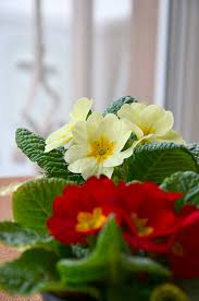 Attēlu rezultāti vaicājumam “Primula x polyantha”