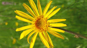 Image result for Arnika