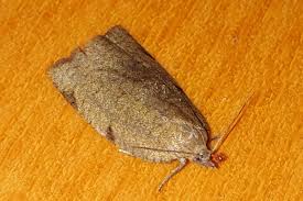 Attēlu rezultāti vaicājumam “Lozotaenia forsterana”