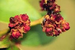 Attēlu rezultāti vaicājumam “Anthyllis maritima bud”