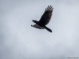 Attēlu rezultāti vaicājumam “Corvus corax adult”