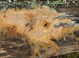 Attēlu rezultāti vaicājumam “Anomoporia bombycina”