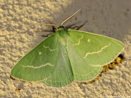 Attēlu rezultāti vaicājumam “Thetidia smaragdaria”