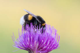Attēlu rezultāti vaicājumam “Bombus terrestris”