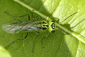 Attēlu rezultāti vaicājumam “Rhogogaster picta”