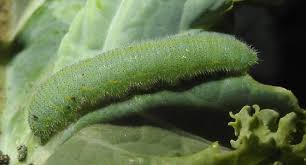 Attēlu rezultāti vaicājumam “Pieris rapae”