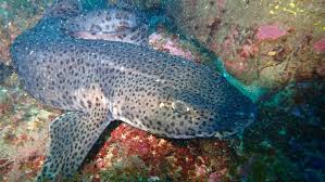 Image result for Scyliorhinus stellaris