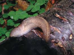 Attēlu rezultāti vaicājumam “Malacolimax tenellus”