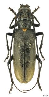 Attēlu rezultāti vaicājumam “Monochamus urussovi”