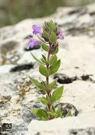 Attēlu rezultāti vaicājumam “Acinos arvensis flower”