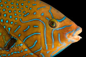 Attēlu rezultāti vaicājumam “Capsus ater imago”