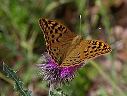 Attēlu rezultāti vaicājumam “Argynnis aglaja upperside”