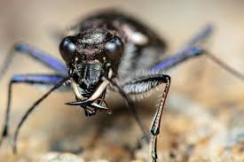 Attēlu rezultāti vaicājumam “Cicindela sylvatica”