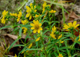 Attēlu rezultāti vaicājumam “Bidens cernua”