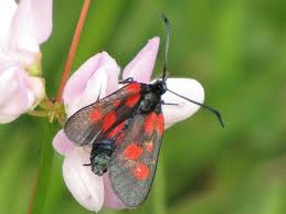 Attēlu rezultāti vaicājumam “Zygaena viciae”