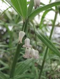 Attēlu rezultāti vaicājumam “Polygonatum verticillatum leaf”