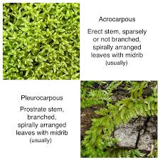 Attēlu rezultāti vaicājumam “Pleurocarpous mosses”