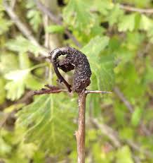 Attēlu rezultāti vaicājumam “Gymnosporangium sp.”