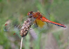 Attēlu rezultāti vaicājumam “Sympetrum flaveolum”