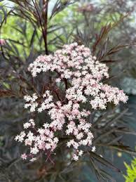 Attēlu rezultāti vaicājumam “Sambucus nigra flower”