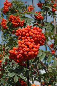 Attēlu rezultāti vaicājumam “Sorbus aucuparia”