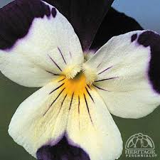 Attēlu rezultāti vaicājumam “Viola tricolor”