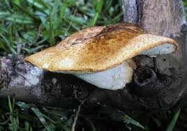 Attēlu rezultāti vaicājumam “Polyporus tubaeformis”