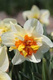 Attēlu rezultāti vaicājumam “Narcissus flower”