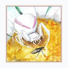 Image result for crab spider