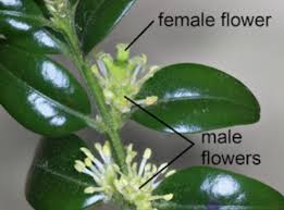 Attēlu rezultāti vaicājumam “Buxus sempervirens flower”