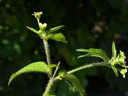 Attēlu rezultāti vaicājumam “Galinsoga quadriradiata”