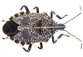 Attēlu rezultāti vaicājumam “Pentatomidae”