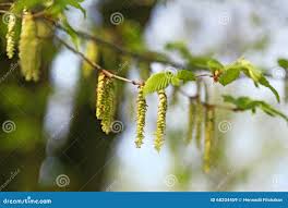 Attēlu rezultāti vaicājumam “Carpinus betulus male flower”