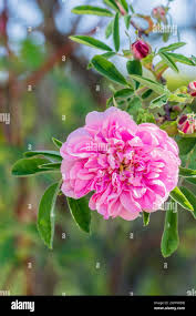 Attēlu rezultāti vaicājumam “Rosa majalis”