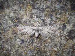 Attēlu rezultāti vaicājumam “Eupithecia exiguata”