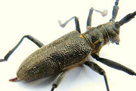 Attēlu rezultāti vaicājumam “Monochamus urussovi”